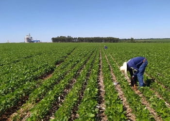 Bioinsumos ganham espaço no Brasil, mas desafios regulatórios ainda preocupam o setor