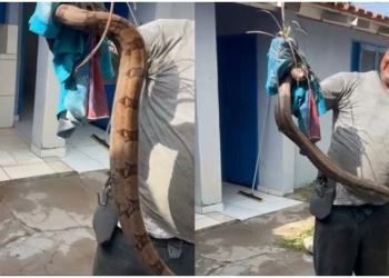 Jiboia é capturada por trabalhadores durante limpeza no terreno de delegacia