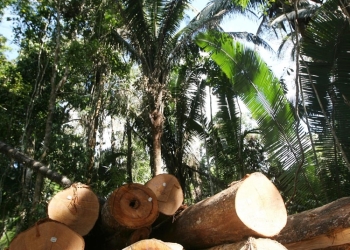 Mato Grosso contribui para mitigar aquecimento global por meio do manejo florestal