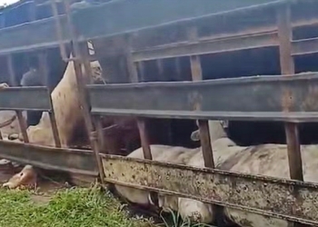 Carreta carregada com 44 bois tomba em rodovia de MT e deixa 16 animais mortos