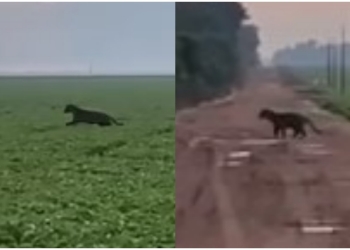 Onça-pintada é flagrada correndo por plantação de soja em fazenda de MT; veja vídeo