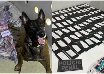 Cães farejadores dão apoio à Polícia Penal em buscas por celulares e drogas em presídios