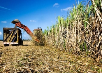 Safra de cana registrou uma produtividade média de 79,8 toneladas por hectare