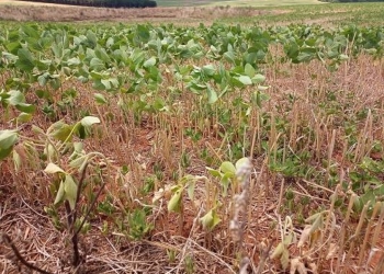 Produtores sofrem com onda de calor e temem perdas irreversíveis