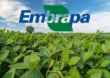 Embrapa lança novas cultivares com alta produtividade e resistência aprimorada