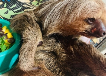 Bicho-preguiça e capivara são devolvidos à natureza em área de soltura de Sorriso