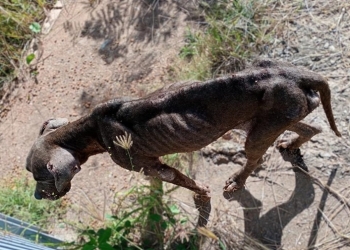Cachorros são resgatados abandonados e tutora é presa em flagrante por maus-tratos em Cuiabá
