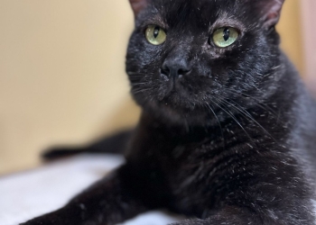 Bem-Estar Animal faz orientações sobre adoção responsável em Cuiabá
