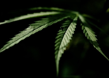STF revisa decisão sobre liberar porte de maconha no Brasil