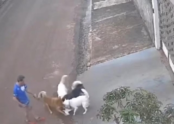 Homem “atiça” cachorros para pegar gato na rua e acaba sendo filmado durante ataque