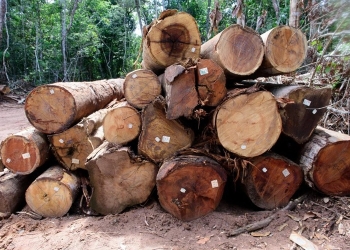 Está proibida a exploração de madeira de manejo florestal em MT até 1º de abril
