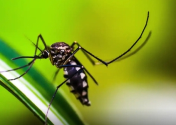 SES divulga painel de monitoramento para infecções transmitidas pelo mosquito Aedes aegypti