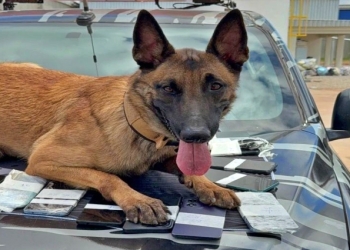 Operação com cães do SOE apreende 26 celulares em centro de ressocialização