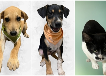 Parque Tia Nair recebe feira de adoção da Bem-Estar com 22 animais neste sábado