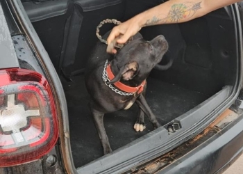 Cachorro vítima de maus-tratos é regatado em Várzea Grande e tutor é preso em flagrante