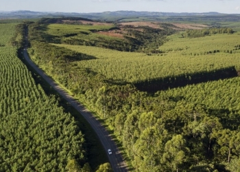 Brasil Avança na Siderurgia Verde com Debate no Forest Leaders Forum