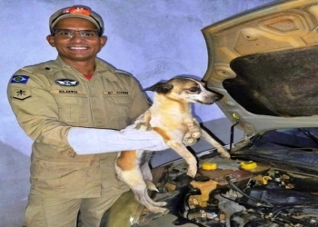 Bombeiros resgatam cão que estava preso em motor de veículo