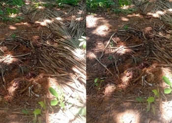Corpos encontrados em cemitério clandestino em VG são de pai e filho desaparecidos desde dezembro