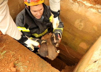 Filhotes de cão abandonados em bueiro são resgatados pelos bombeiros
