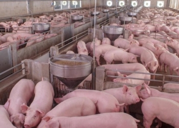 Suinocultura se consolida como um dos principais polos produtivos do Brasil