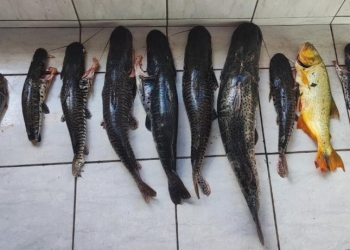 PM apreende 80 quilos de pescado irregular e prende dupla por crime ambiental em zona rural