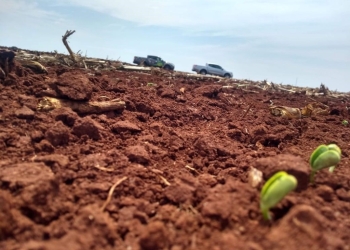 Ministério define calendário nacional de semeadura e vazio sanitário 25/26