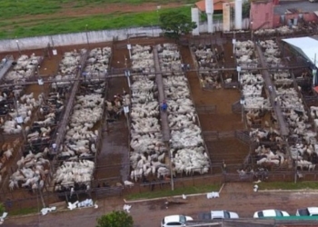 Leilão carga fechada movimenta R$ 8 milhões e destaca Patos de Minas