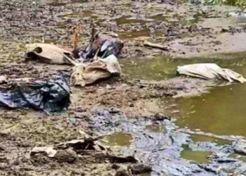 Suspeito de abater cavalos para vender a carne ilegalmente é preso em Cuiabá; veja vídeo