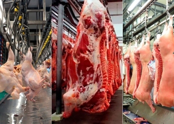 Abate de frangos, bovinos e suínos cresceram no 1º trimestre de 2025