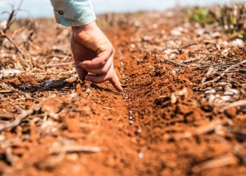 Safra 25/26 de soja deve crescer, mas doenças ainda impõem cautela