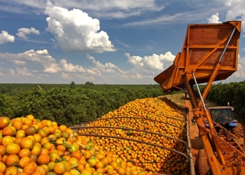 Safra de laranja 2025/26 deve crescer 36% e impulsionar recuperação dos estoques de suco
