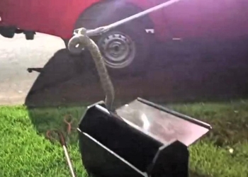 Corpo de Bombeiros realiza resgate de pitbull em telhado e devolve cascavel à natureza