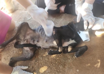 Sete cães são resgatados em situação de extrema negligência no interior de MT