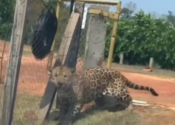 Onça pintada é filmada e acompanhada por veículo próximo ao bairro Jardim Vitória em Cuiabá