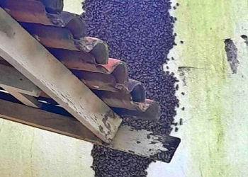 Bombeiros retiram enxame de abelhas de escola e evitam risco a alunos em MT