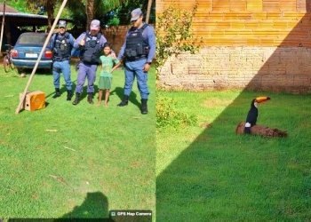 Tucano ferido é resgatado pela equipe da PM no interior de MT
