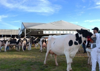 Fenasul Expoleite 2025 tem expectativa de superar 100 mil visitantes