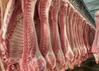 Exportações brasileiras de carne suína crescem em volume e receita