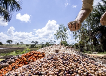 Agronegócio sustenta 21% do PIB e emprega metade da mão de obra