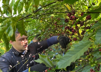 Validação de novos clones aponta caminhos para a produção de cafés especiais em MT