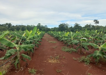 Seaf e Empaer promovem Dia de Campo sobre cadeias de valor da agricultura familiar em MT