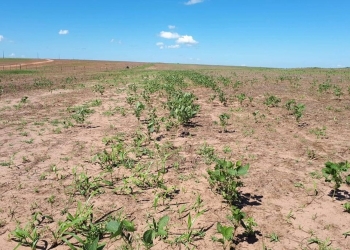 Período de vazio sanitário da soja começa neste domingo em Mato Grosso