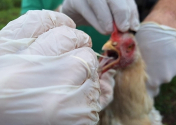 Indea adota medidas para conter circulação de gripe aviária em Campinápolis