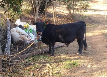 Jovem de 18 anos é socorrido em estado grave após ser pisoteado por touro
