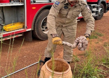 Corpo de Bombeiros resgata serpente que estava dentro de máquina de lavar roupa