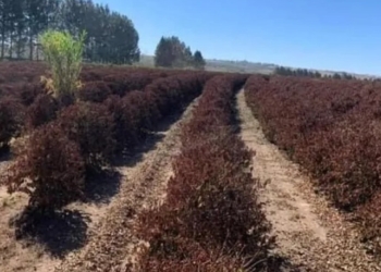 A geada negra de 1975: trauma agrícola que ainda assombra o campo