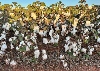 Pesquisadores avaliam efeitos do frio e do excesso de chuva na safra de algodão em Mato Grosso