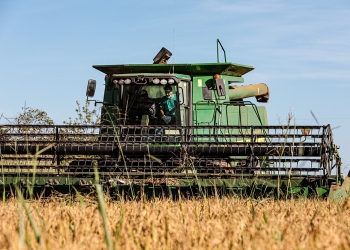 Mato Grosso lidera produção nacional de arroz de sequeiro, aponta Anuário Brasileiro do Arroz 2025