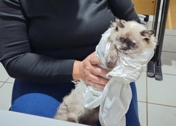 Homem investigado por castração clandestina de gatos é preso em casa com instrumentos cirúrgicos