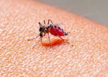 China: surto de chikungunya deixa população em alerta